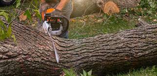 Why Choose Our Tree Removal Services in Ohatchee, AL?