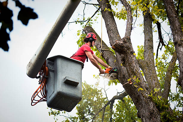 Ohatchee, AL Tree Services Company